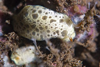 <i>Hypselodoris lacuna</i> species of sea slug