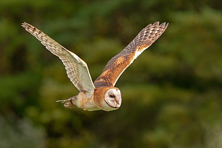 Barn Owl Wikiwand