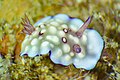 * Nomination: Detail view of a nudibranch (Goniobranchus hintuanensis), Anilao, Philippines. This shot was taken using a 100 mm macro lens and a diapter with a magnification of 2.2x. --Poco a poco 10:35, 25 February 2024 (UTC) * Review I don't think that it's sharp enough for QI, but in any case it has strong yellow CA that should be fixed. --Plozessor 04:51, 26 February 2024 (UTC) I've removed the CA --Poco a poco 22:50, 26 February 2024 (UTC)