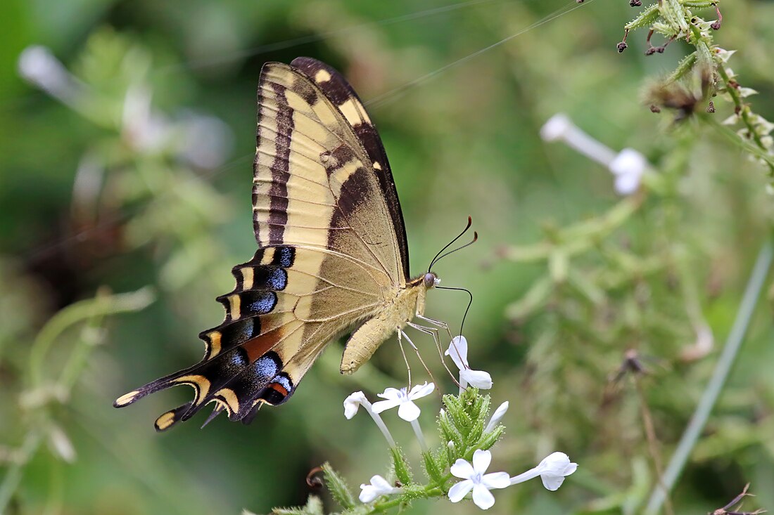 Papilio andraemon