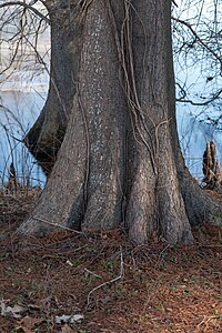 Bald Cypress NBG