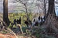* Nomination Bald Cypress knobs by frozen lake NBG --PumpkinSky 00:00, 21 January 2018 (UTC) * Promotion Good quality. -- Johann Jaritz 03:31, 21 January 2018 (UTC)