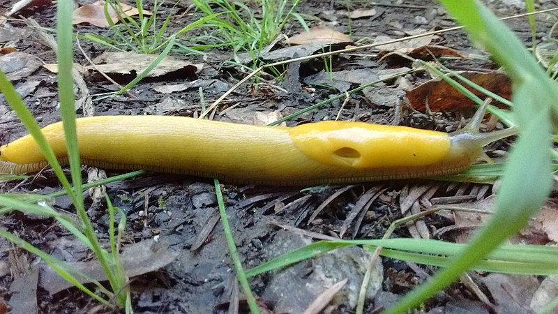 File:Banana slug moving.jpg