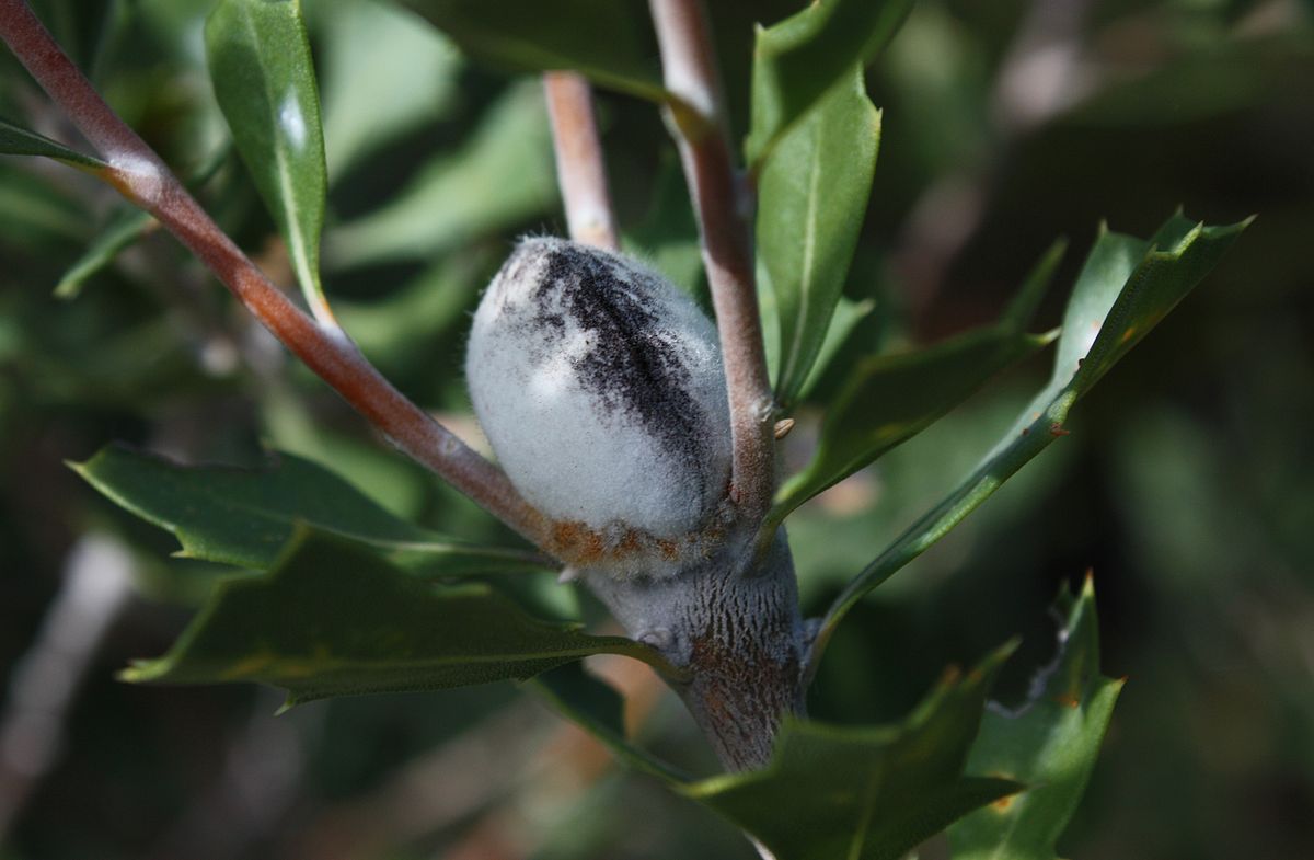 an oval grey woody pod covered in short fine white hairs， at the end of a branch， with small shoots growing up around it