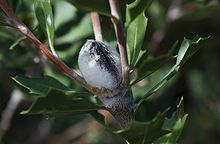 une gousse ligneuse grise ovale couverte de poils courts et fins blancs, à l'extrémité d'une branche, avec de petites pousses qui poussent autour d'elle