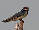 Barn Swallow (Hirundo rustica) in AP W IMG 3870.jpg