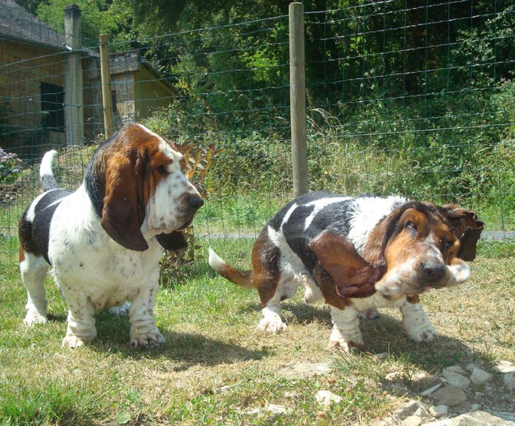 File:Basset hound , so funny.jpg