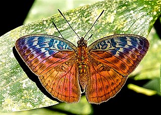 <i>Bebearia tentyris</i> Species of butterfly
