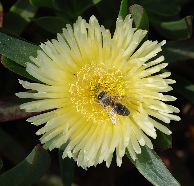 File:Bee on flower April 2010-1.jpg