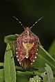 Dolycoris baccarum