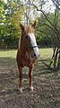 A photo of a Belgian Horse taken at the Van Saun County Park in Bergen County, NJ.