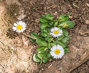 Leaves frequently prostrate