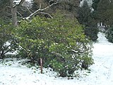 Kalmia latifolia, or mountain laurel.