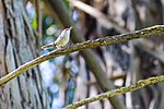 Thumbnail for File:Bewick's wren (26350314431).jpg