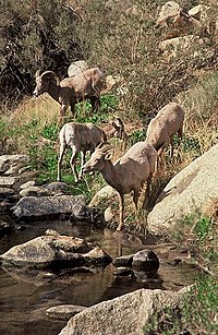 Bighorn sheep at Palm Canyon in Anza-Borrego State Park