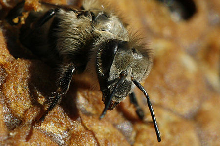 Fail:Birth of black bee (Apis mellifera mellifera)6.jpg