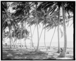 Biscayne Bay in the early 1900s, visible through coconut trees