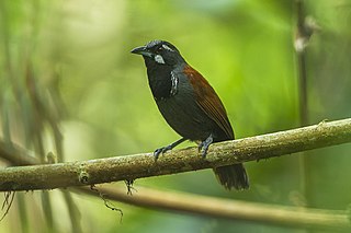 Black-throated babbler Species of bird