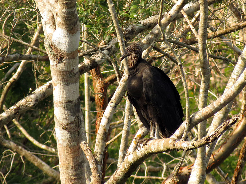 File:Black Vulture (16629426411).jpg