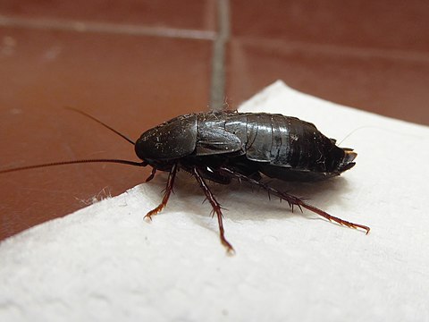 Жуки похожие на черных тараканов. Таракан черный (Blatta orientalis). Восточные тараканы Blatta orientalis. Черный Восточный таракан (Blatta orientalis) яйца. Oriental Cockroach таракан.