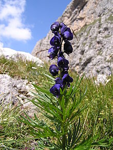 Blauer Eisenhut Dolomiten.jpg