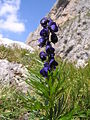 Aconitum napellus è presente in Italia solo sulle Alpi