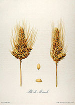 Thumbnail for Taxonomy of wheat