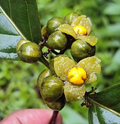 Frutos de Blepharistemma serratum.