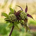 Elderberry Sambucus serenade