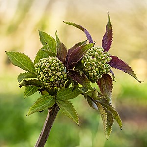 Bloemknoppen van een vlier (Sambucus serenade). 14-04-2021 (actm.) 01.jpg/2