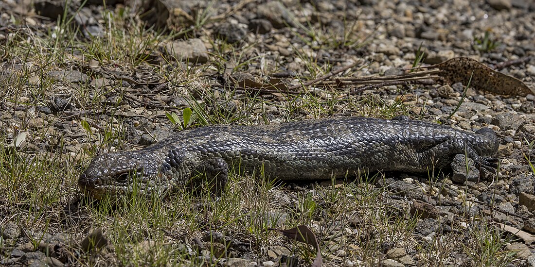 File:Blotched blue-tongued lizard (Tiliqua nigrolutea) Ben Lomond.jpg