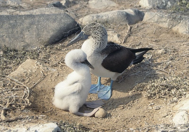File:Blue-footed Booby (Sula nebouxii), Galápagos Islands, Ecuador - adult with chick (5737383974).jpg