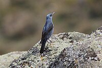 Male, late winter, Spain