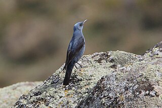 Bei der Blaumerle sind die Ges