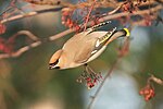 Thumbnail for File:Bohemian waxwing (51932815215).jpg