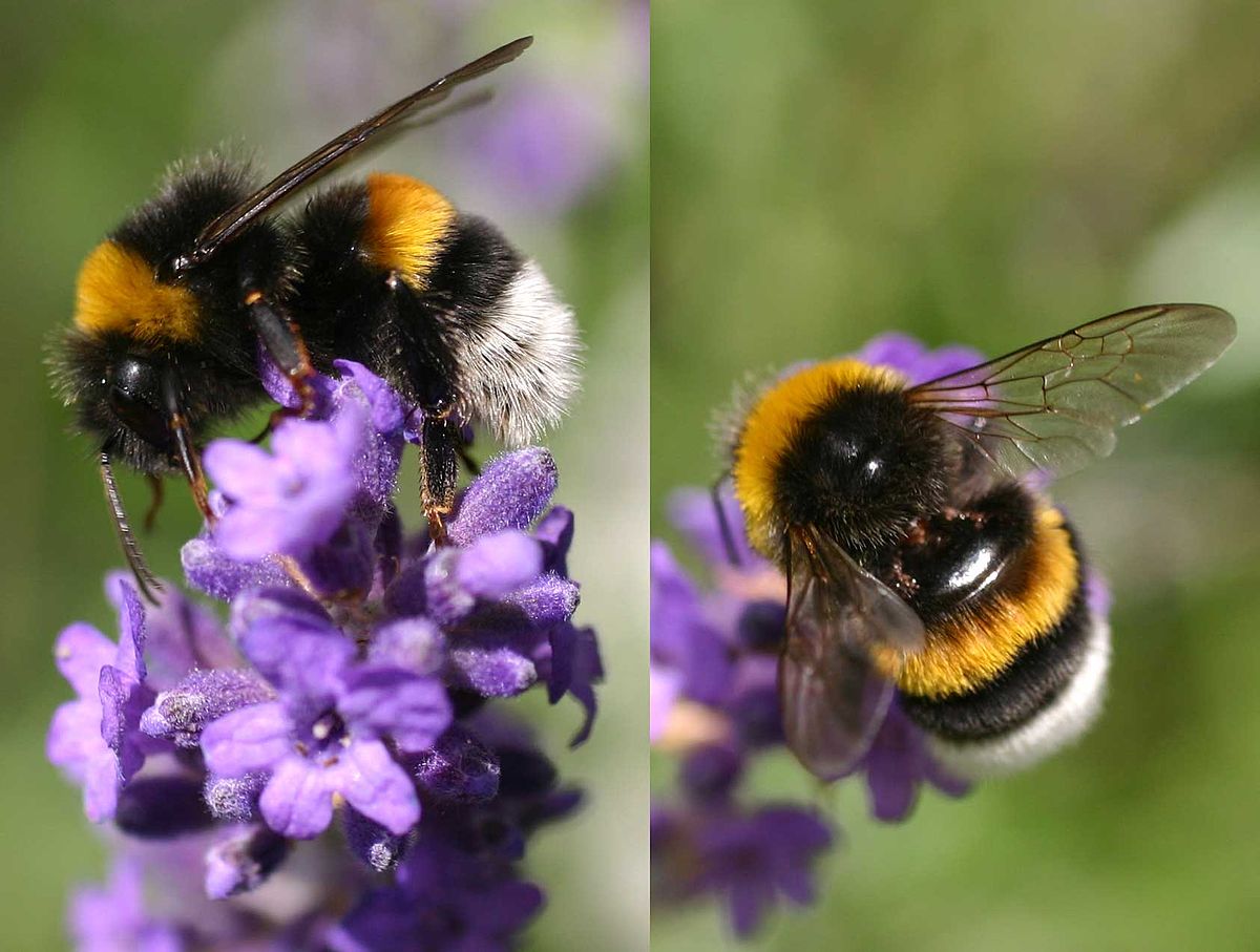 Large Garden Bumblebee