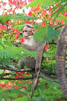 A bonnet macaque eating flowers