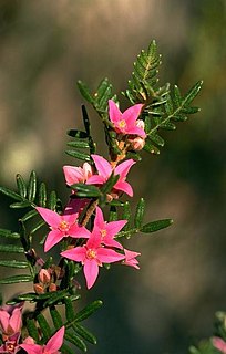 <i>Boronia amabilis</i> species of plant