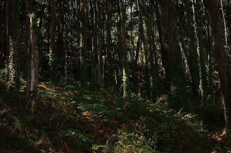 File:Bosque de Eucaliptos en las Islas Cíes.jpg