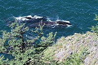 Bowhead whales swimming near a cliff in the Strait of Lindgolm (Russian: пролив Линдгольма)[25]