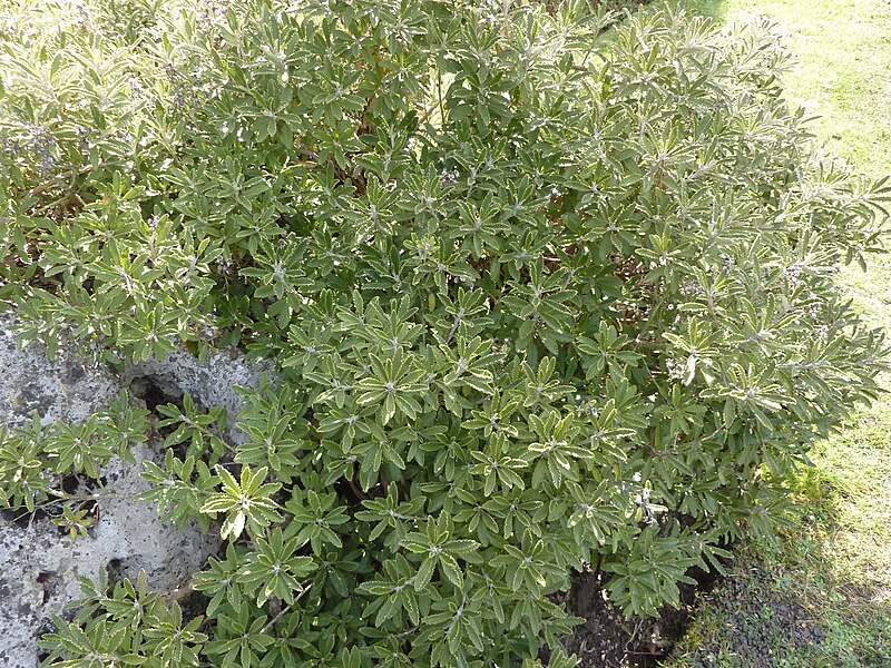 File:Brachyglottis monroi "Monro's ragwort" (Compositae) plant.jpg