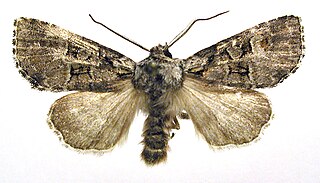 <i>Brachylomia</i> Genus of moths