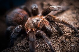 Brachypelma kahlenbergi