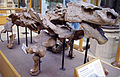 Bradysaurus skeleton