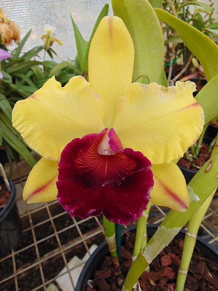 File:Brassolaeliocattleya Toshie Aoki 'Robin'.jpg