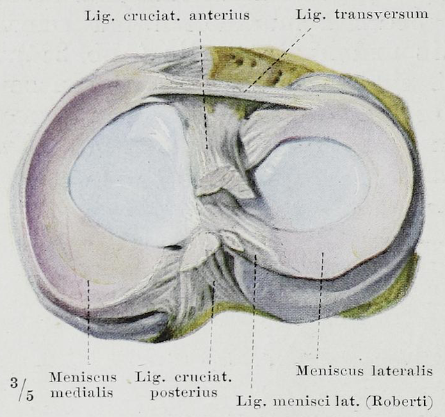 File:Braus 1921 284.png