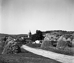 Brezovica, pogled na cerkev in hiše, spredaj žito v "luoncih" 1955.jpg