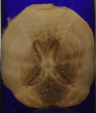 <i>Brissopsis bengalensis</i> Species of sea urchin