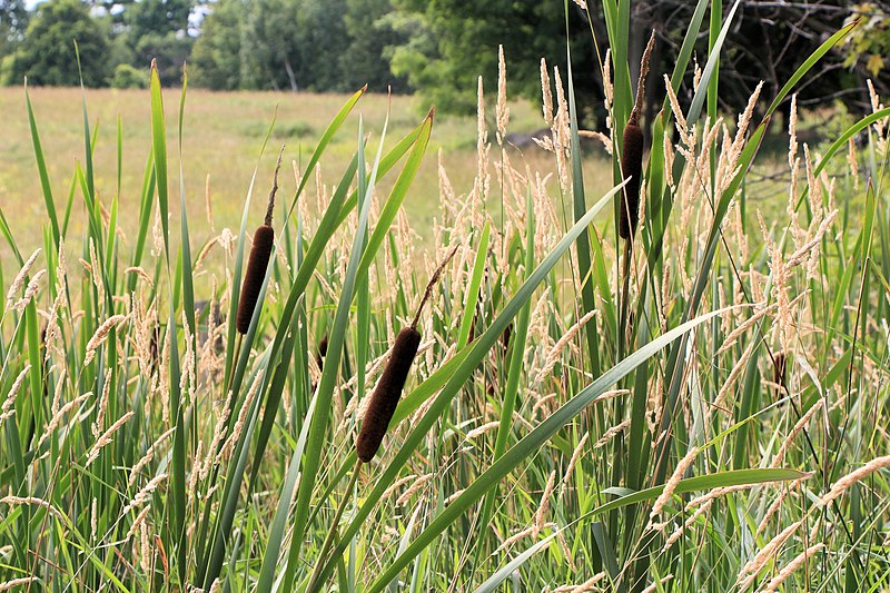 File:Broadleaf Cattails, bulrush Typha latifolia, Reed canarygrass Phalaris Arundinacea 7129.jpg