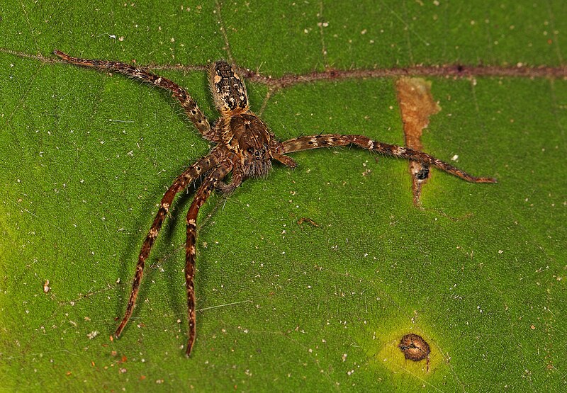 File:Bromeliad Spider - Cupiennius species, Tatama National Park, Colombia, July 31, 2023 (53554567167).jpg